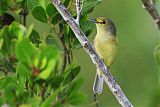 Thick-billed Vireo